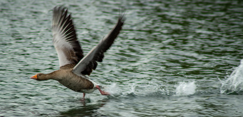 close up greylag goose in flight on lake side view low angle