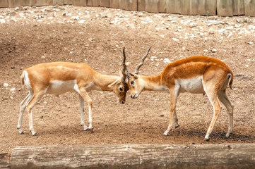 View on two male blackbuck antilope fighting