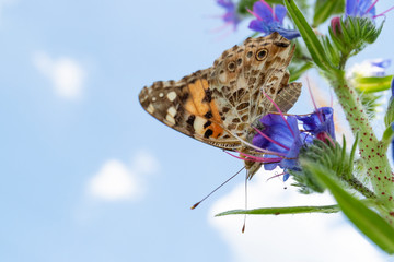 Vanessa cardui is a well-known colorful butterfly or, as the painted lady.