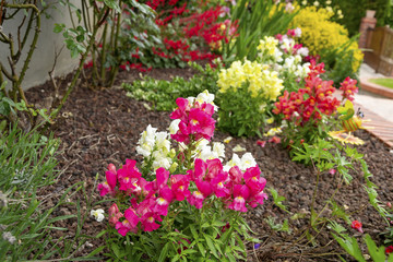 Parterre de Mufliers