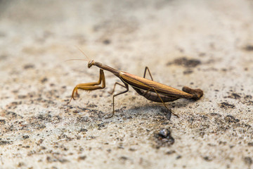 Praying mantis on sidewalk