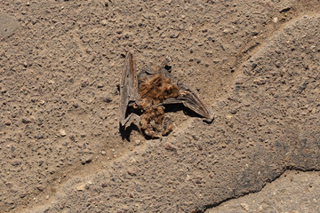 Road war - Dead, flattened, dry bat. Cold-blooded murder. Death from the car. The terrible end of the creepy.	