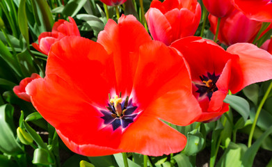 flowers tulips in dutch park wallpaper background