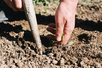 Making a hole in the ground to plant paprika seedling.