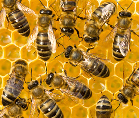 Bees. nectar and honey in new comb_2572