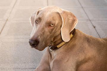 dogs doggy breed weimaraner pets