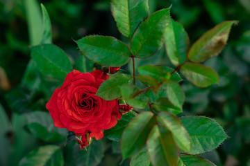 red rose on green leaves background