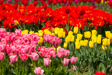 Fototapeta premium Image of colorful tulip flowers in a garden