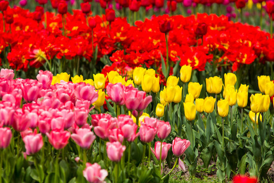 Image of colorful tulip flowers in a garden