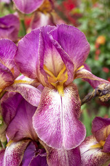 Gros plan sur ris des Jardins remontant à fleurs bitones formées de pétales mauve rosé dressés sur des pétales violets à gorge légèrement striées, autour d'une barbe mandari