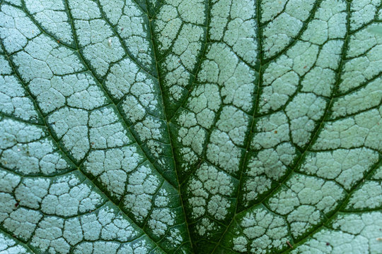green leaf texture © Spyrydon
