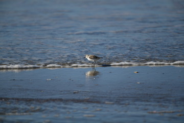 cute little bird  in the water on the coastal shoreline of the us on a beautiful sunny day
