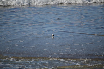 cute little bird  in the water on the coastal shoreline of the us on a beautiful sunny day