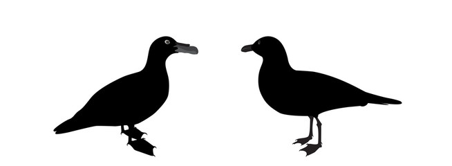 Silhouette of Water Duck on white background. Vector Illustration