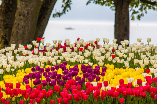 Image of colorful tulip flowers in a park