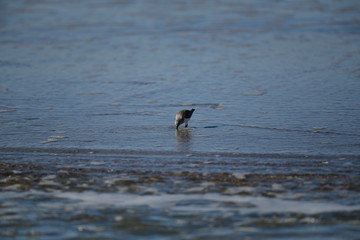 cute little bird  in the water on the coastal shoreline of the us on a beautiful sunny day