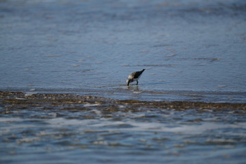 cute little bird  in the water on the coastal shoreline of the us on a beautiful sunny day