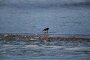 cute little bird  in the water on the coastal shoreline of the us on a beautiful sunny day