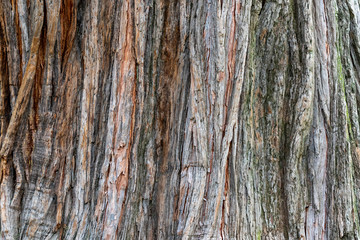  tronco d'albero primo piano texture