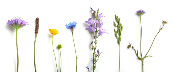 Foto op Plexiglas close-up van wild gras en bloemen op witte achtergrond © pixarno