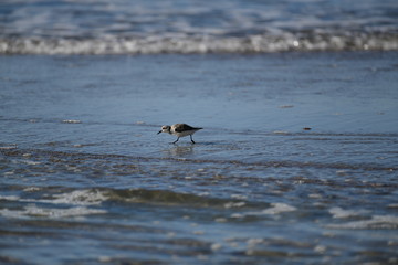 cute little bird  in the water on the coastal shoreline of the us on a beautiful sunny day