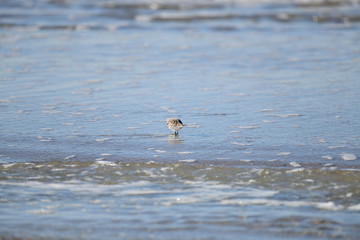 cute little bird  in the water on the coastal shoreline of the us on a beautiful sunny day