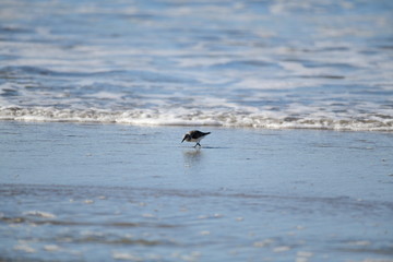 cute little bird  in the water on the coastal shoreline of the us on a beautiful sunny day