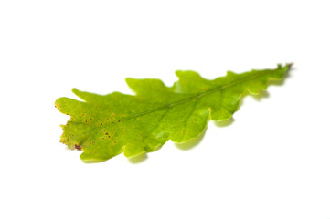 closeup of oak leaf on white background