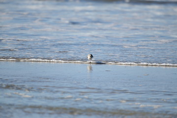 cute little bird  in the water on the coastal shoreline of the us on a beautiful sunny day