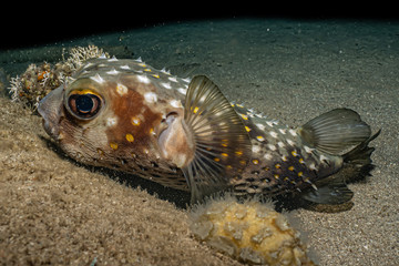 Fish swim in the Red Sea, colorful fish, Eilat Israel