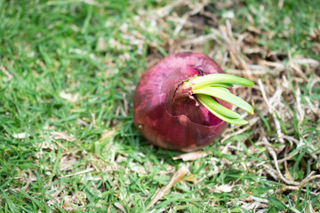 Red onion bulb growing long green sprouts.