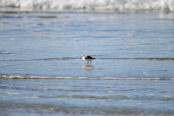 cute little bird  in the water on the coastal shoreline of the us on a beautiful sunny day