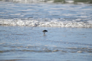 cute little bird  in the water on the coastal shoreline of the us on a beautiful sunny day
