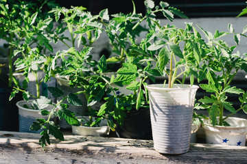 Tomato seedlings in plastic pots. Prepared for planting. Organic, healthy food