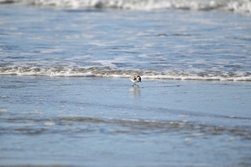 cute little bird  in the water on the coastal shoreline of the us on a beautiful sunny day