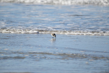 cute little bird  in the water on the coastal shoreline of the us on a beautiful sunny day