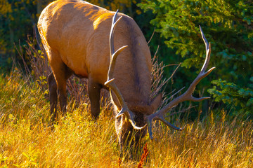 Elk Feeding