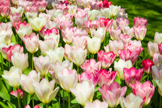 Background image of white and pink spring tulips