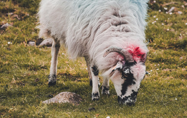 Sheep
