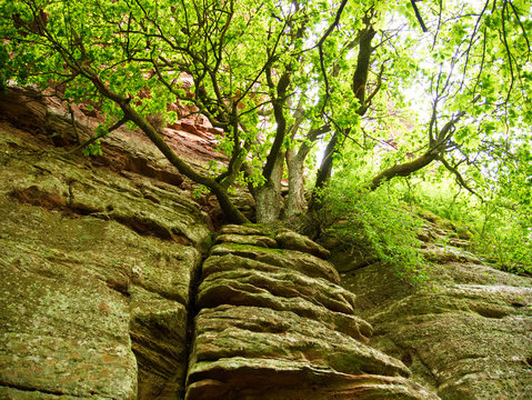 Baum in der Felswand von Burg Fleckenstein