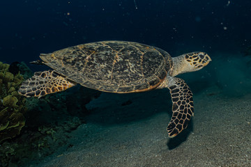 Hawksbill sea turtle in the Red Sea, dahab, blue lagoon sinai
