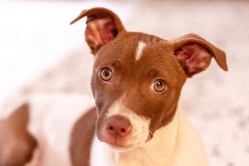 Dog Puppy Looking You