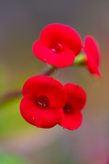 red flowers on blurred background