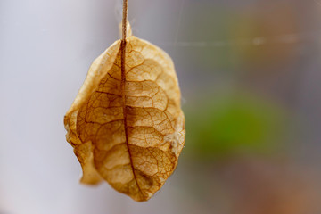 withered dry leaf