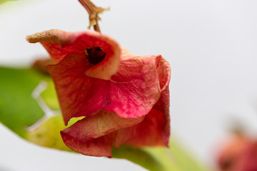 red flowers with orange tones