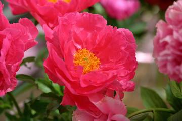 Peony. Beautiful flowering bright summer flower of the family Paeoniaceae
