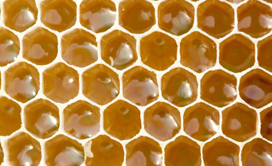 Nectar and honey in new comb