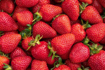 Red large ripe strawberries close-up. Harvest berries.