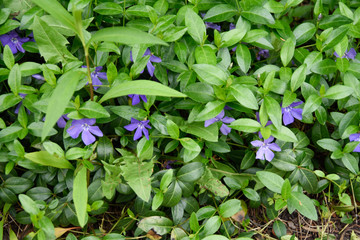Flowers in the Garden