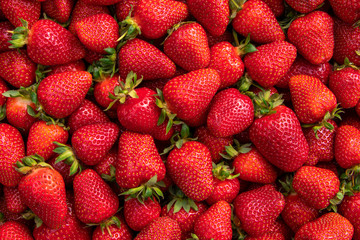 Red large ripe strawberries close-up. Harvest berries. - Powered by Adobe